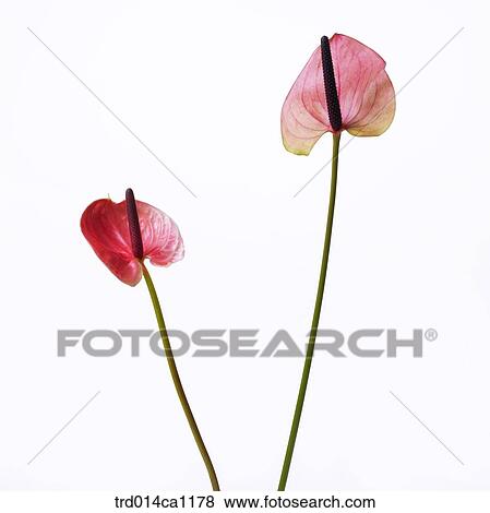 object, object, flower, pink, barley View Large Photo Image Stock Photo - object, object, flower, pink, barley. Fotosearch