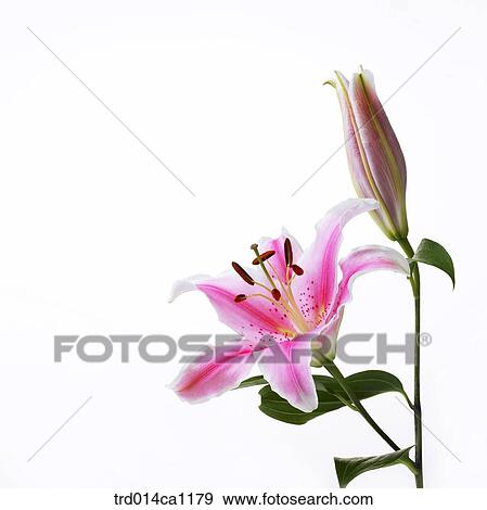 object, object, flower, pink, bud, lily View Large Photo Image Stock Photo - object, object, flower, pink, bud, lily. Fotosearch