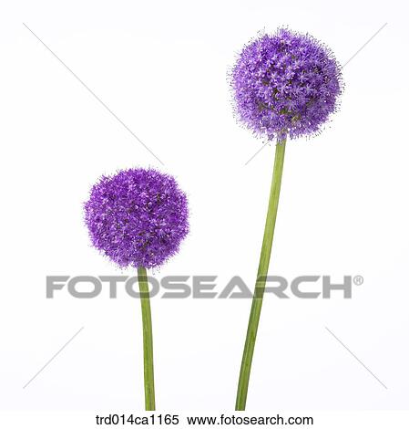 object, object, flower, purple, Allium View Large Photo Image Stock Photography - object, object, flower, purple, Allium. Fotosearch