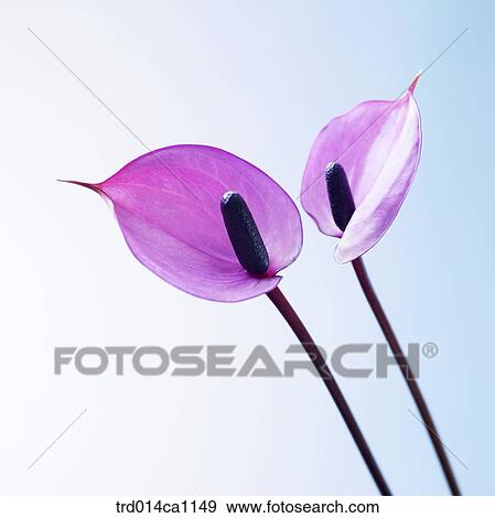 object, object, flower, purple, calla View Large Photo Image Stock Photo - object, object, flower, purple, calla. Fotosearch
