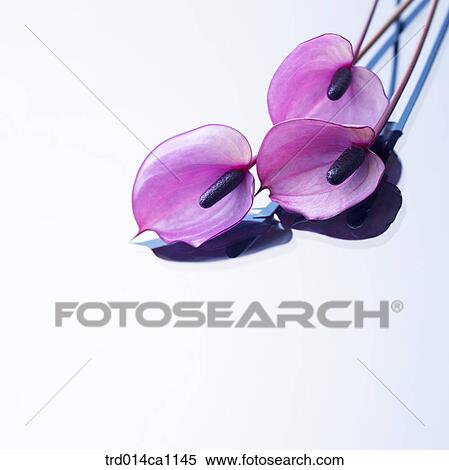object, object, flower, purple, shadow, calla View Large Photo Image Stock Photography - object, object, flower, purple, shadow, calla. Fotosearch