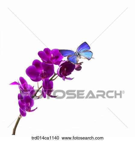 object, object, flower, purple, butterfly, insect, blue View Large Photo Image Stock Image - object, object, flower, purple, butterfly, insect, blue. Fotosearch