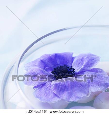 object, object, flower, purple, stone, water View Large Photo Image Stock Image - object, object, flower, purple, stone, water. Fotosearch