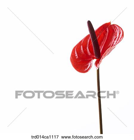 Stock Photo - object, object, flower, red, calla. Fotosearch