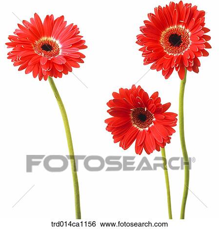 object, object, flower, red, gerbera View Large Photo Image Stock Photograph - object, object, flower, red, gerbera. Fotosearch