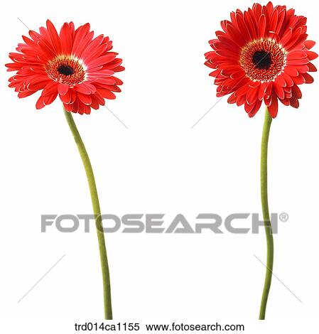 object, object, flower, red, gerbera View Large Photo Image Stock Photography - object, object, flower, red, gerbera. Fotosearch
