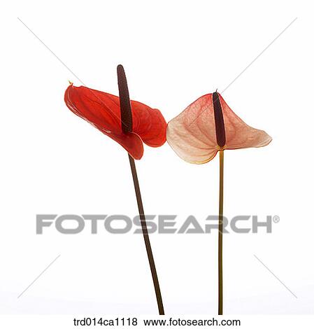 object, object, flower, red, orange, calla View Large Photo Image Stock Photo - object, object, flower, red, orange, calla. Fotosearch