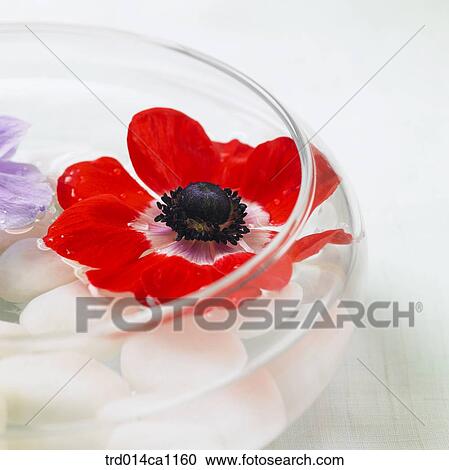 object, object, flower, red, stone, water View Large Photo Image Stock Image - object, object, flower, red, stone, water. Fotosearch