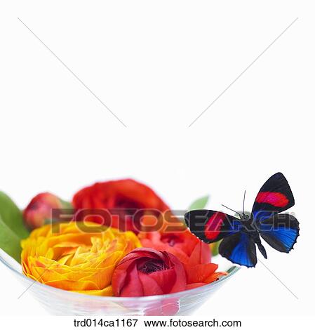 Stock Photo - object, object, flower, rose, red, yellow, vessel. Fotosearch
