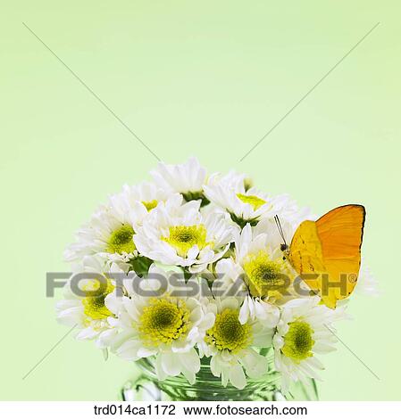 object, object, flower, white, vase, butterfly, insect View Large Photo Image Stock Image - object, object, flower, white, vase, butterfly, insect. Fotosearch