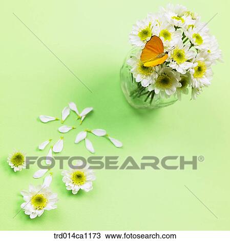 object, object, flower, white, vase, butterfly, insect View Large Photo Image Stock Image - object, object, flower, white, vase, butterfly, insect. Fotosearch