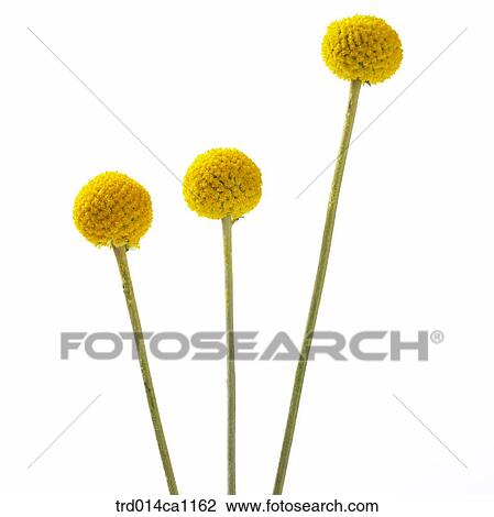object, object, flower, yellow, golden ball View Large Photo Image Stock Image - object, object, flower, yellow, golden ball. Fotosearch