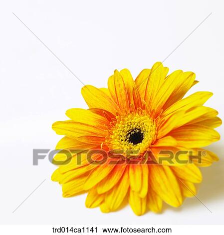 object, object, flower, yellow, close-up, gerbera View Large Photo Image Stock Image - object, object, flower, yellow, close-up, gerbera. Fotosearch
