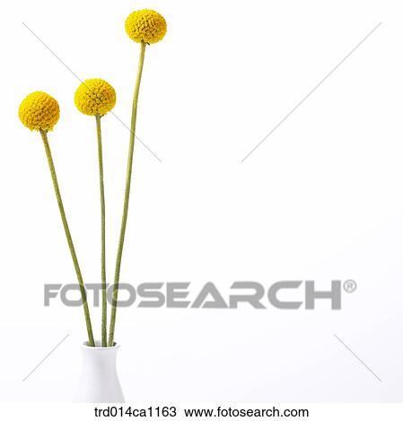 object, object, flower, yellow, vase, golden ball View Large Photo Image Stock Image - object, object, flower, yellow, vase, golden ball. Fotosearch