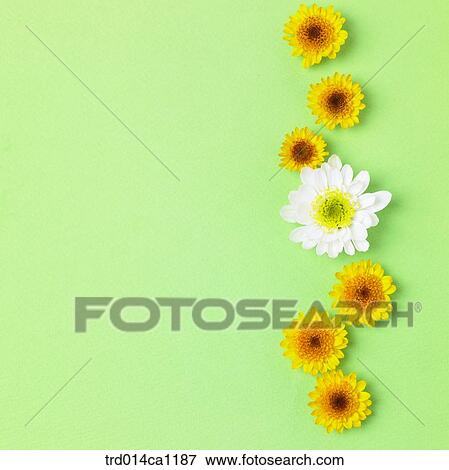 object, object, flower, yellow, white View Large Photo Image Stock Photo - object, object, flower, yellow, white. Fotosearch