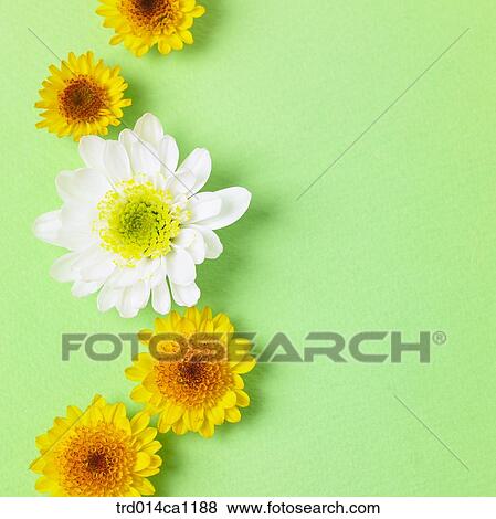 Stock Photo - object, object, flower, yellow, white. Fotosearch