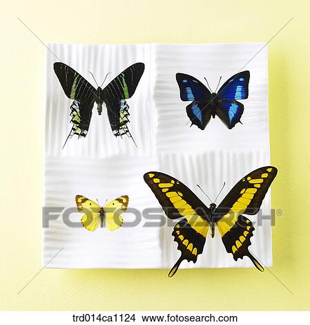 object, object, plate, butterfly View Large Photo Image Picture - object, object, plate, butterfly. Fotosearch