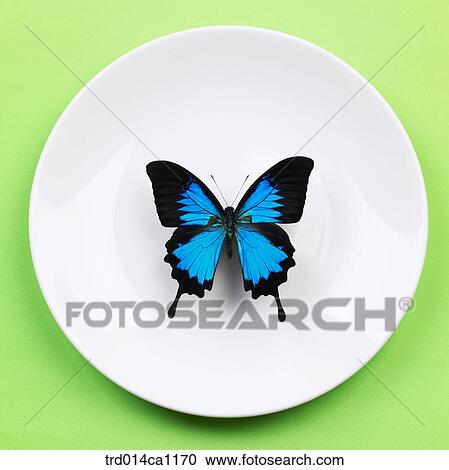 object, object, plate, butterfly, insect, blue View Large Photo Image Stock Image - object, object, plate, butterfly, insect, blue. Fotosearch