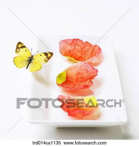 object, object, plate, petal, orange, butterfly, insect View Large Photo Image Stock Photography - object, object, plate, petal, orange, butterfly, insect. Fotosearch
