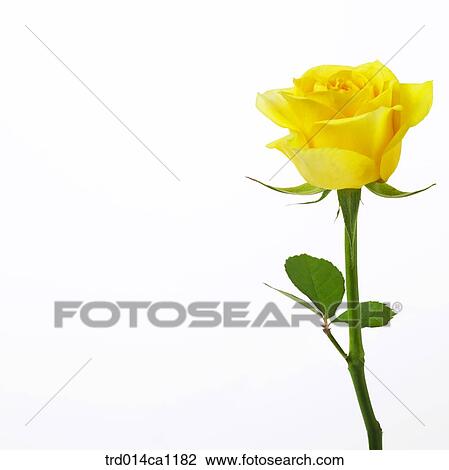 object, object, rose, flower, yellow View Large Photo Image Stock Image - object, object, rose, flower, yellow. Fotosearch