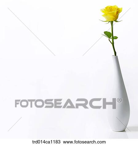 object, object, rose, flower, yellow, vase View Large Photo Image Stock Image - object, object, rose, flower, yellow, vase. Fotosearch