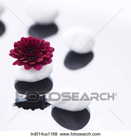 object, object, stone, flower, red, shadow View Large Photo Image Stock Photo - object, object, stone, flower, red, shadow. Fotosearch