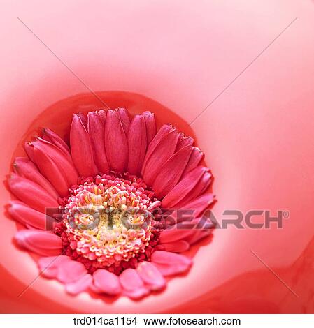 object, object, stuff, red, flower, gerbera View Large Photo Image Picture - object, object, stuff, red, flower, gerbera. Fotosearch