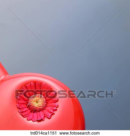 object, object, stuff, red, flower, gerbera View Large Photo Image Stock Image - object, object, stuff, red, flower, gerbera. Fotosearch
