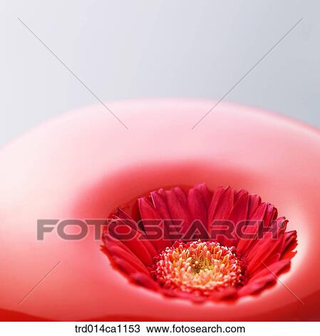 object, object, stuff, red, flower, gerbera View Large Photo Image Stock Image - object, object, stuff, red, flower, gerbera. Fotosearch