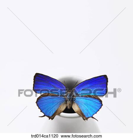 object, object, vase, butterfly, insect, blue View Large Photo Image Stock Image - object, object, vase, butterfly, insect, blue. Fotosearch