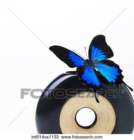 object, object, vase, butterfly, insect, blue View Large Photo Image Stock Image - object, object, vase, butterfly, insect, blue. Fotosearch