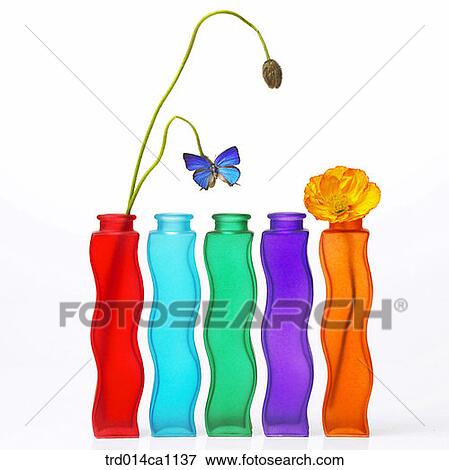 object, object, vase, butterfly, insect, bud, flower View Large Photo Image Stock Photo - object, object, vase, butterfly, insect, bud, flower. Fotosearch