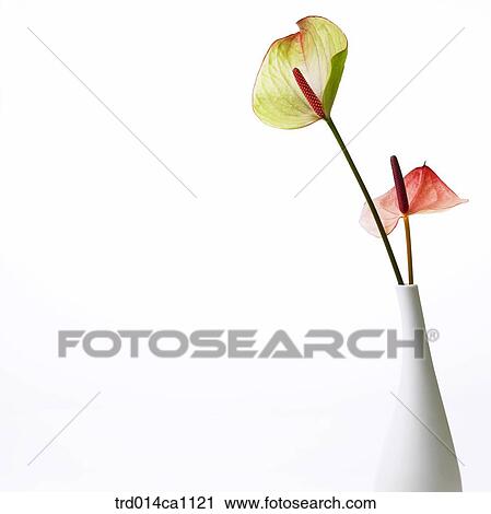 object, object, vase, flower, red, green View Large Photo Image Stock Image - object, object, vase, flower, red, green. Fotosearch