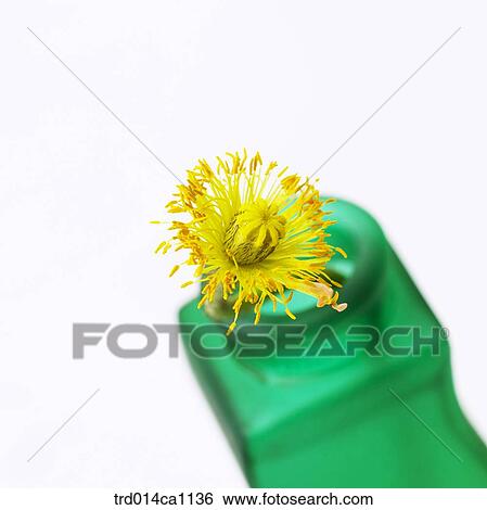 Stock Photograph - object, object, vase, green, flower, yellow, poppy. Fotosearch