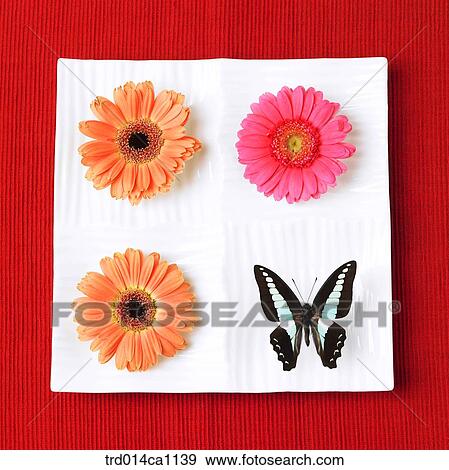 Stock Photo - object, plate, flower, butterfly, insect, orange. Fotosearch