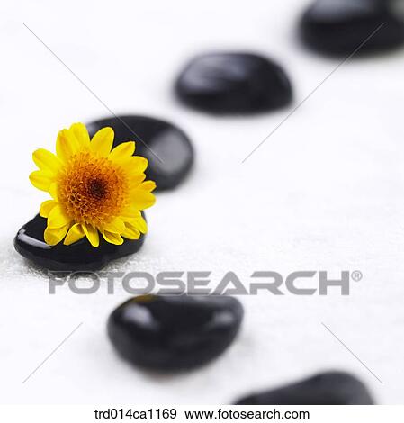 Stock Photo - object, powder, stone, flower, yellow. Fotosearch