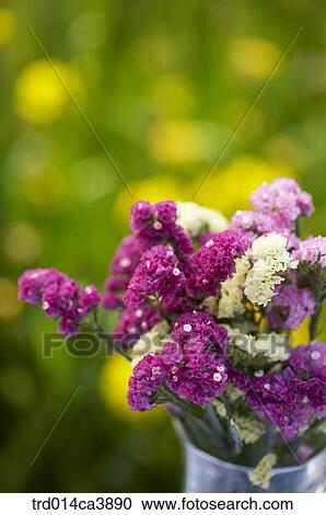 day, daytime, daylight, outdoor, plant, vegetation, flower View Large Photo Image Stock Image - day, daytime, daylight, outdoor, plant, vegetation, flower. Fotosearch