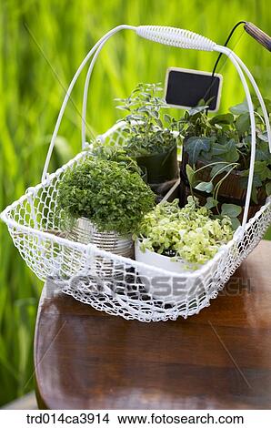 Picture - garden, day, daytime, daylight, outdoor, basket, cup. Fotosearch