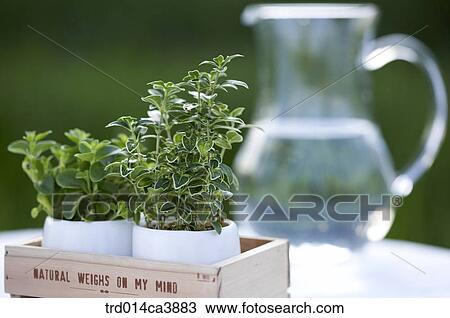 garden, day, daytime, daylight, outdoor, still, stilllife View Large Photo Image Stock Image - garden, day, daytime, daylight, outdoor, still, stilllife. Fotosearch