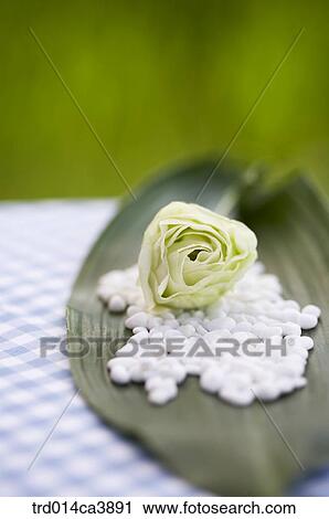 garden, day, daytime, daylight, outdoor, table, plant View Large Photo Image Stock Image - garden, day, daytime, daylight, outdoor, table, plant. Fotosearch