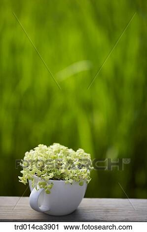 garden, day, daytime, daylight, outdoor, table, plant View Large Photo Image Stock Image - garden, day, daytime, daylight, outdoor, table, plant. Fotosearch