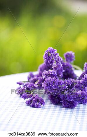 garden, day, daytime, daylight, outdoor, table, plant View Large Photo Image Stock Photo - garden, day, daytime, daylight, outdoor, table, plant. Fotosearch