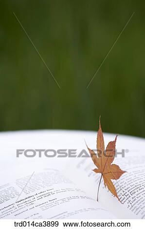 garden, day, daytime, daylight, outdoor, plant, vegetation View Large Photo Image Stock Photo - garden, day, daytime, daylight, outdoor, plant, vegetation. Fotosearch
