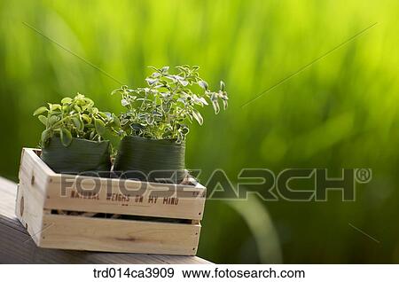 garden, day, daytime, daylight, outdoor, table, plant View Large Photo Image Stock Photo - garden, day, daytime, daylight, outdoor, table, plant. Fotosearch