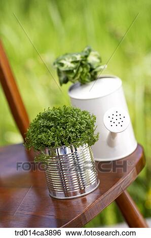 garden, day, daytime, daylight, outdoor, chair, plant View Large Photo Image Stock Photograph - garden, day, daytime, daylight, outdoor, chair, plant. Fotosearch