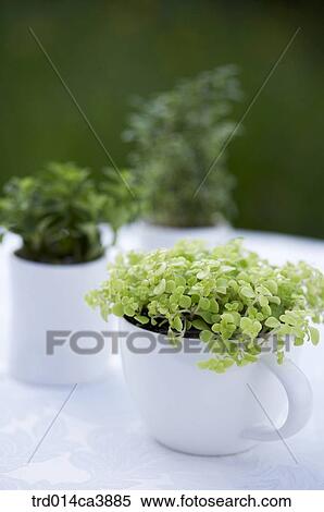 garden, day, daytime, daylight, outdoor, still, stilllife View Large Photo Image Stock Photography - garden, day, daytime, daylight, outdoor, still, stilllife. Fotosearch