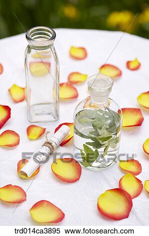 garden, day, daytime, daylight, outdoor, table, plant View Large Photo Image Stock Photography - garden, day, daytime, daylight, outdoor, table, plant. Fotosearch