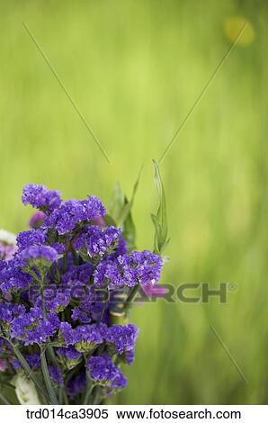 garden, day, daytime, daylight, outdoor, plant, vegetation View Large Photo Image Stock Photography - garden, day, daytime, daylight, outdoor, plant, vegetation. Fotosearch