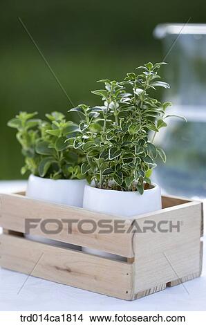 outdoor, garden, day, daytime, stilllife, table View Large Photo Image Picture - outdoor, garden, day, daytime, stilllife, table. Fotosearch