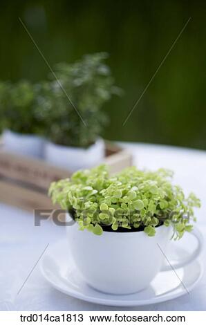 outdoor, garden, day, daytime, stilllife, table, flowerpot View Large Photo Image Stock Image - outdoor, garden, day, daytime, stilllife, table, flowerpot. Fotosearch